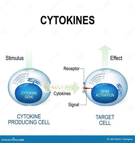 Cytokines Include Interferons, Interleukins, Lymphokines Stock Vector - Illustration of ...