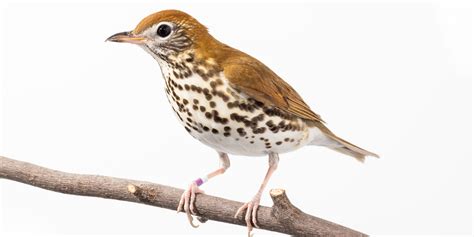 Wood thrush | Smithsonian's National Zoo