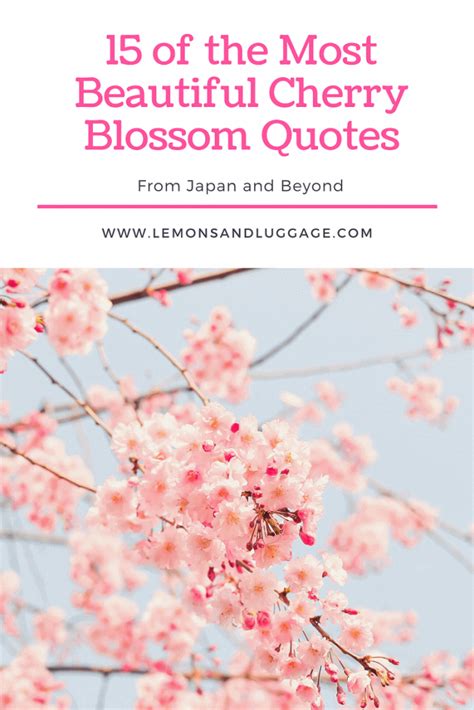 15 Beautiful Cherry Blossom Quotes | Lemons and Luggage