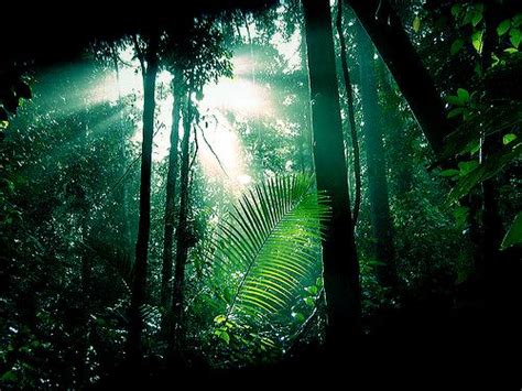 Hutan Hujan Tropis | BIOLOGIPEDIA