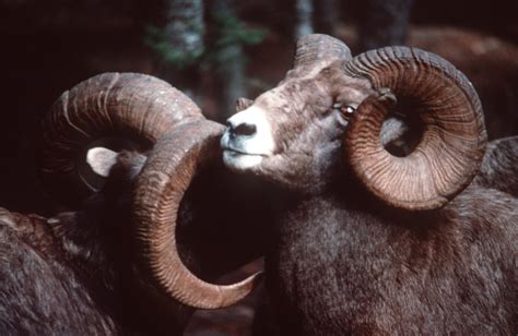 Gibraltar Mountain Lookout: Bighorn Sheep Habitat Protected – Wildsight