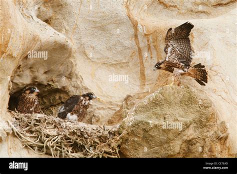 Nesting peregrine falcon Stock Photo - Alamy