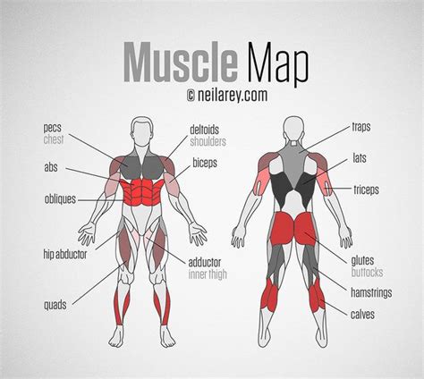 the muscles are labeled in red and black, as well as their ...