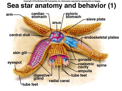 High school science, Sea star, Anatomy