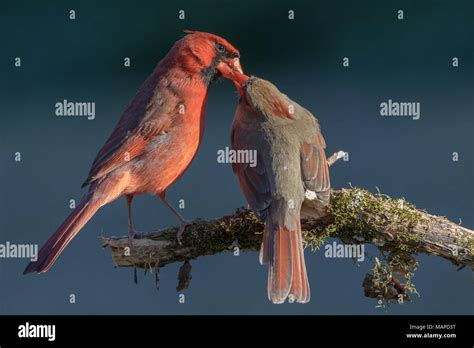 A male northern cardinal feeding a female as a part of mating behavior Stock Photo - Alamy