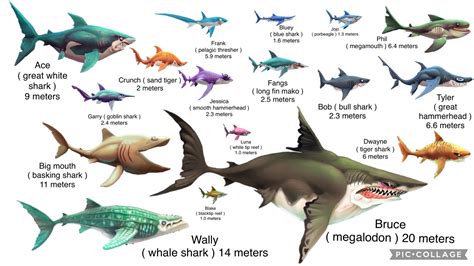 Shark size chart by sharkboi1330 on DeviantArt