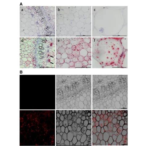 RNAscope® in situ hybridization conditions tested for protocol definition | Download Table