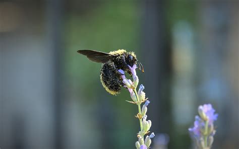 Bumblebee Bombus Lavender - Free photo on Pixabay - Pixabay