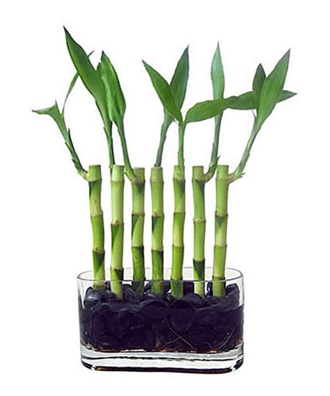 10 Beautiful Pictures of Lucky Bamboo Arrangements | LoveToKnow