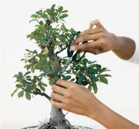 How to Prune and Dwarf Bonsai Trees - Dengarden