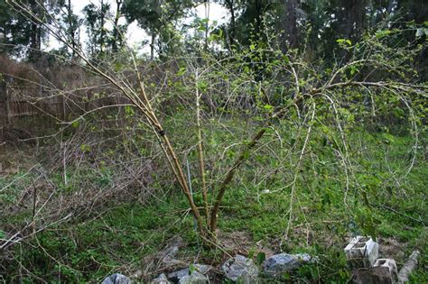 Pruning Mulberry Trees to Keep Them Small | The Survival Gardener