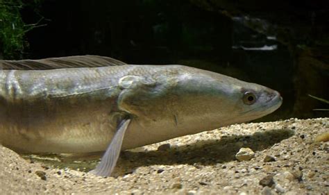 Giant Snakehead Fish - US Invasive Species - Soapboxie