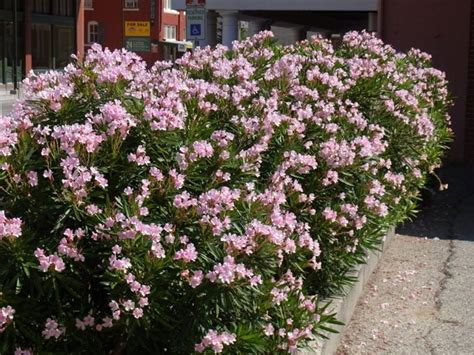 Flowering Shrubs - Premier Nursery - Plant Nursery