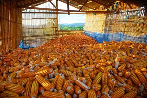 Dry Corn Storage stock image. Image of crop, chardak, dried - 946755