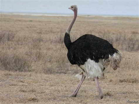 group of ostrichs, ostrich : Story of Africa