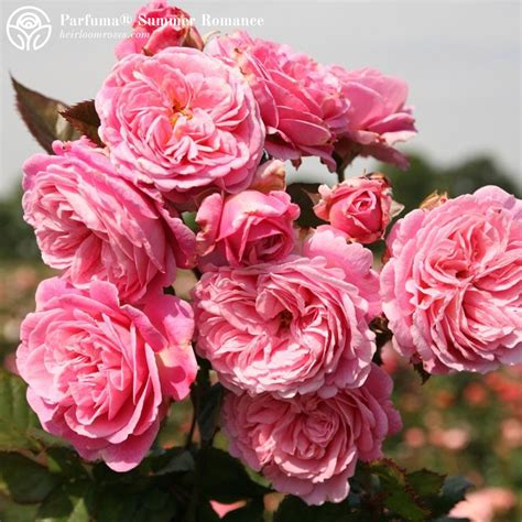 Fragrant Favorites Collection – Heirloom Roses