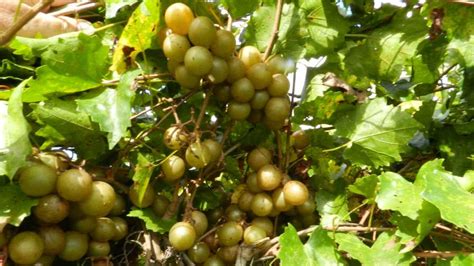 The Top 10 Muscadine Grape Varieties For Consumer Appeal - Growing Produce