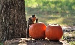 Fox Squirrel Eating Pumpkin Free Stock Photo - Public Domain Pictures