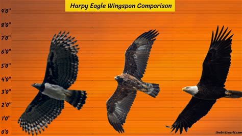 Harpy Eagle Wingspan: How Does It Compare With Others?