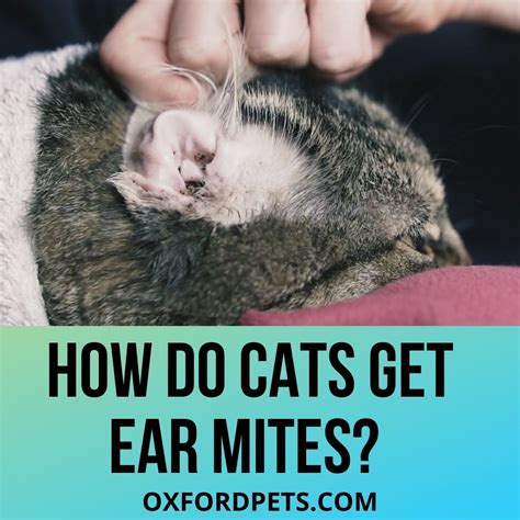 How Do Cats Get Ear Mites? 5 Reasons Explained. - Oxford Pets