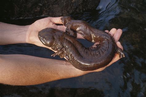 U.S. Giant Salamanders Slipping Away: Inside the Fight to Save the ...