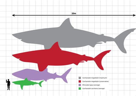 Megalodon Size: How Big Was The Megalodon Shark? - FossilEra.com