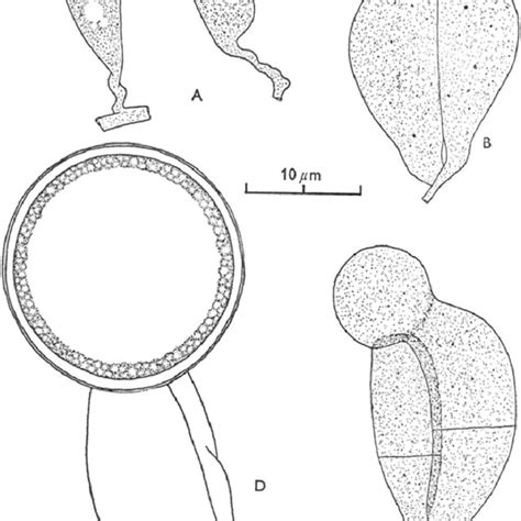 Piptocephalis fimbriata. A-C, successive stages in zygospore formation;... | Download Scientific ...