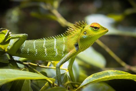 The 10 Types of Lizards for Beginners