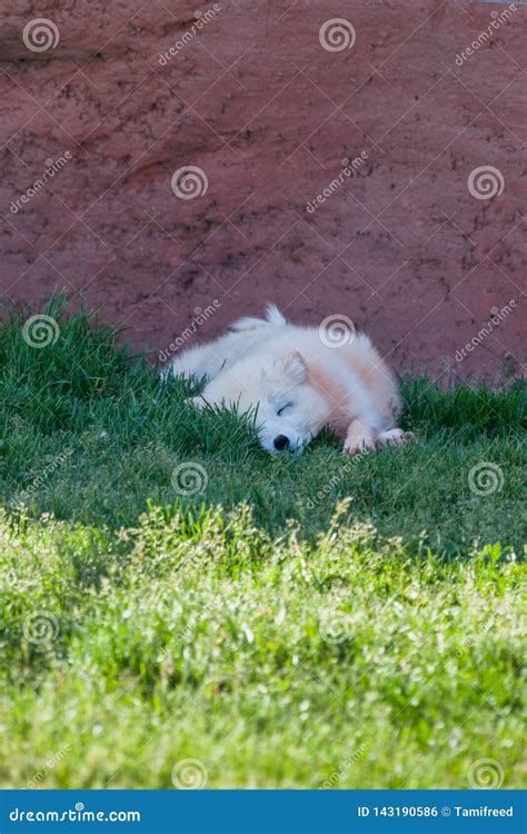 Baby Fox Sleeping in the Shade Stock Photo - Image of park, dakota: 143190586