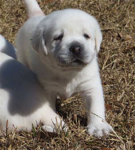 English Lab Puppies For Sale