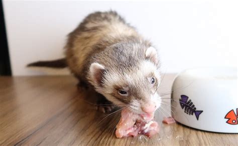 What Do Ferrets Eat? Everything You Need To Know About Ferret Diet