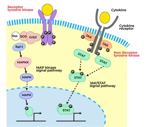 Non-Receptor Tyrosine Kinase Signaling - Pathway, Functions, FAQs