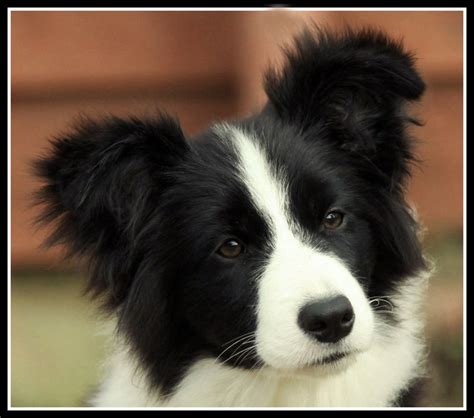 37+ Cute Puppies Border Collie Pic - Bleumoonproductions