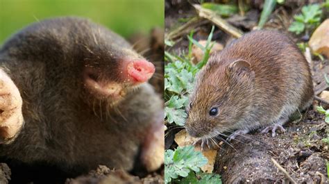 Moles vs. Voles | Page 11 | Mississippi State University Extension Service