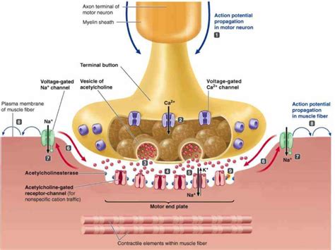 Anatomy Of Neuromuscular Junction junction can be defined as a synapse ...