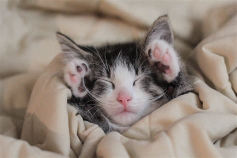 Cutest Photos of Kittens Sleeping | Reader's Digest