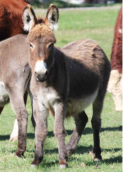 27 Cute Miniature Donkey Facts (Photos, History, Size, Cost, Pets ...