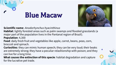 Blue Macaw