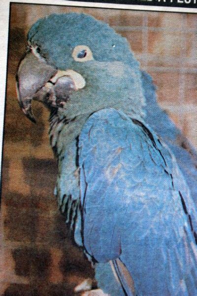 Glaucous Macaw (Anodorhynchus glaucus) Extinct