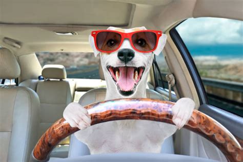 Dog Driving Car Stock Photos, Pictures & Royalty-Free Images - iStock