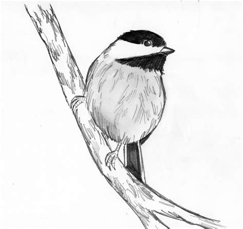 An attempt to draw a bird from an image I saw online. What can be ...