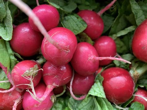 Growing Radishes: How to Grow Radishes for a Zesty Harvest