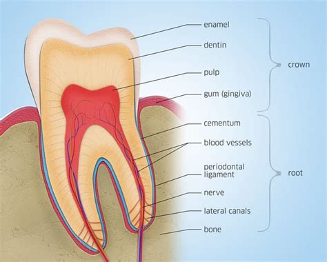 The Teeth (Human Anatomy): Diagram, Names, Number, and Conditions