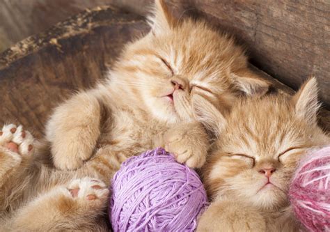 10 Cute Sleeping Cats | cute animal names