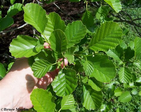 European Black Alder - Alnus glutinosa - North American Insects & Spiders