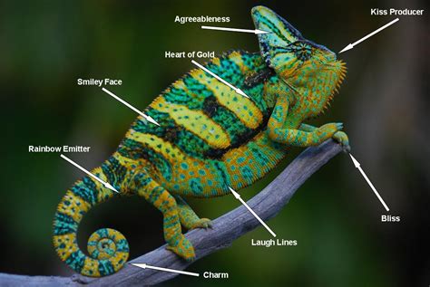 Anatomy | Chameleon Forums