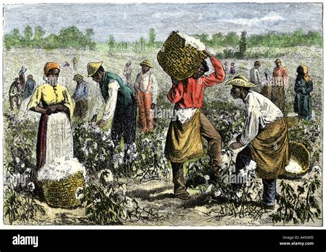 Cotton Plantations Slavery