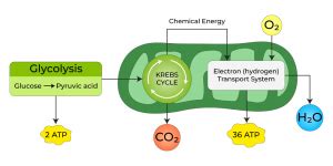 What is Aerobic And Anaerobic Respiration? - Definition, Difference