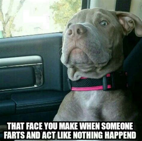 Our pitties make this face after they fart and then look at us like we did it! #pittiefarts # ...