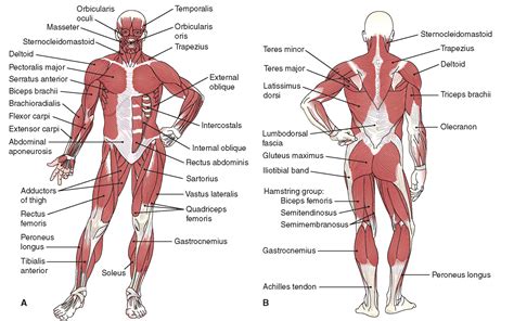 Anterior Muscles Of The Body Labeled : 10 Muscles